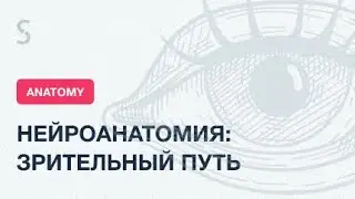 USMLE Step 1 - Нейроанатомия: зрительный путь.  Межъядерная офтальмоплегия.