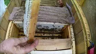берем мёд из магазина