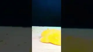Liquid nitrogen VS Bell pepper 🫑 