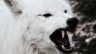Wolf Bark / Growl Sound Effects ( Dog Fight )