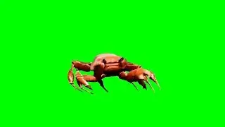 [Green Screen] Crab Rave (Dancing Crab)