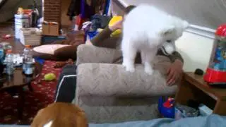 Lexi the Samoyed jumps from chair to bed