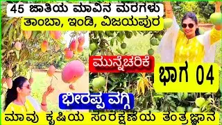 04 # ಕೋಟ್ಯಾಧೀಶ ರೈತನ ಮಾವು ಕೃಷಿಯ ಪದ್ದತಿ|Mango Farming||Billionaire Farmer||Bhirappa Waggi.IGKannur
