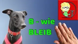 B is for Stay - this is how you teach your dog to stay!