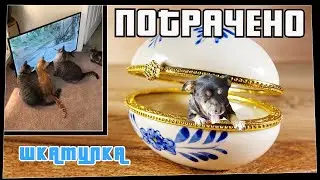 ПОТРАЧЕНО. Шкатулка. Лучшие приколы 2021, смешные видео и фейлы