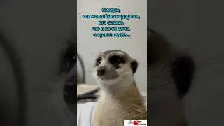 Моя доча! #meerkat #сурикотики #cat #шпротик