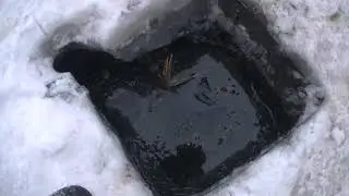 Всё рыбки погибли из за.......