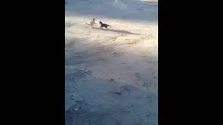 Вялая драка котов