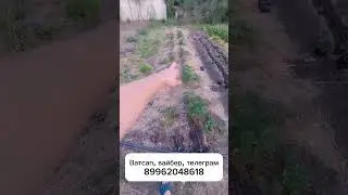 Саженцы клубники, малины, мяты🌿 #саженцы #клубника #малина #рассада #зкс