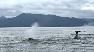 Orca and whales! (4K) Icy Strait, Alaska (August 2022)
