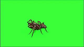 Spider #2  green screen video free download like share and subscribe