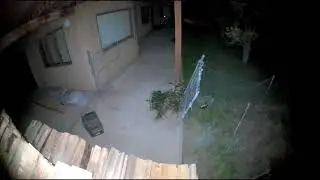 Skunk visitation