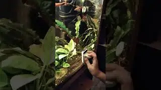 👍 БЫСТРО, УДОБНО, ЭФФЕКТИВНО! МАГНИТНЫЙ СКРЕБОК ДЛЯ АКВАРИУМА 👍