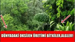 Dünyadaki Oksijen Kaynagı; |ALGLER, BİTKİLER!