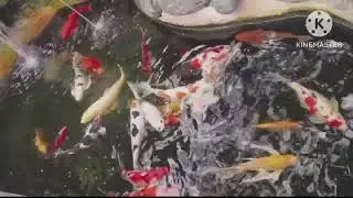 ikan koi jumbo