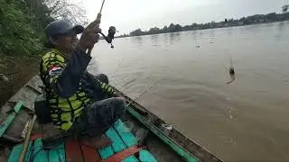 MANCING UDANG GALAH