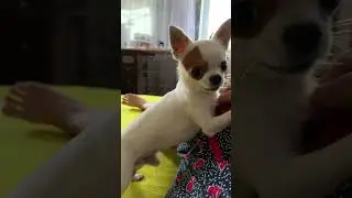 Вот эта морда…. #венчикптенчик #чихуахуа #chihuahua