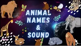 Wild Animal Names & Sound|PRE-SCHOOL|Educational Video|2-6 years|Early Learning|Fun Learning