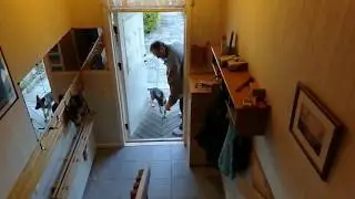 German Shepherd Puppy Opens Front Door