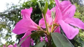 March 14, 2024 কি কি ফুল ফুলিছে চাও আহক। Garden view