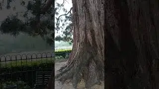 Сильный ливень в Ялте 