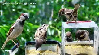 Воробьи кормят птенцов в кормушке