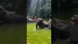 Тайландский слоник