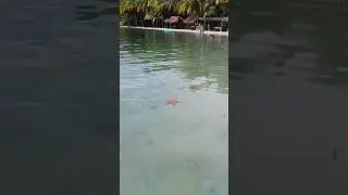 Starfish Beach 