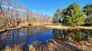 Spring Beaver Trapping (Best Dam Break for Removing Beaver)