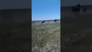 Айғыр болам дейді🤣. Арнаға тіркел, лайк бас