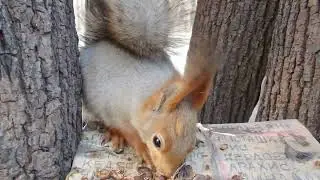 Самая ласковая белка в парке / The most affectionate squirrel in the park