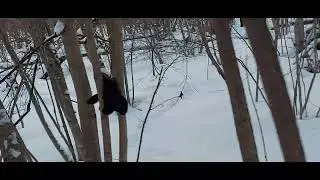 Охота. Натропили с Алтаем Куницу. 💪