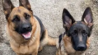 Немецкие овчарки в доме 🤗