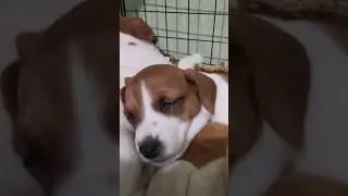 Щенки Джек Рассел после активных игр