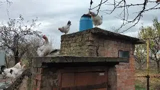 Куры, утки осенью