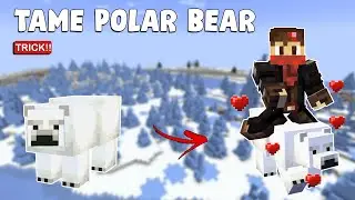 How to Tame Polar Bear in Minecraft - TUTORIAL
