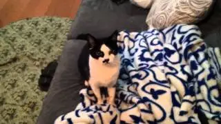 Minha gata Gotó brincando com bolhas de sabão (3)