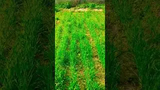 Wheat Crop Field #shorts #viral #tranding #agriculture #agro #crop #wheat #college #new #bhu #latest
