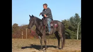 Blue Roan Kentucky Mountain Gelding