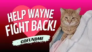 Wayne Fights Hate with Love. GoFundMe ateam Wayne!