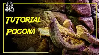 Tutorial: Pogona