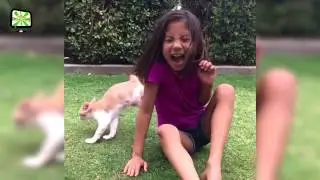 Cats Being Jerks
