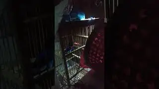 burung raja udang