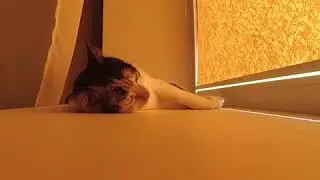 Iriska 1 hour nap