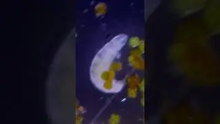 Waterbear Extreme Macro