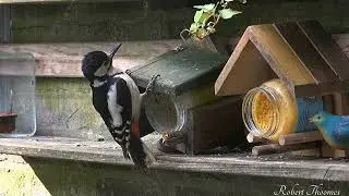 Vogels voeden jongen