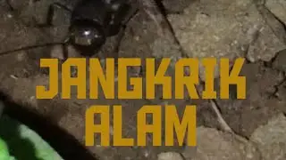 Suara Jangkrik Alam | Full Masteran Burung Anda