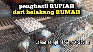 CUAN setiap HARI‼️ Ternak dilahan sempit belakang rumah