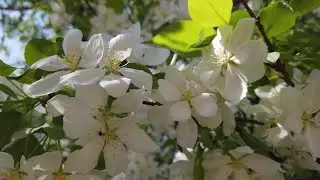 Пришел май. Зацвела яблоня | 4K прогулка| гуляем вместе на природе | прогулка по парку
