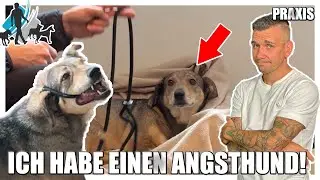 Angsthunde Training - Hunde helfen Hunden